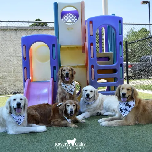 Retrievers sitting in front of a playset